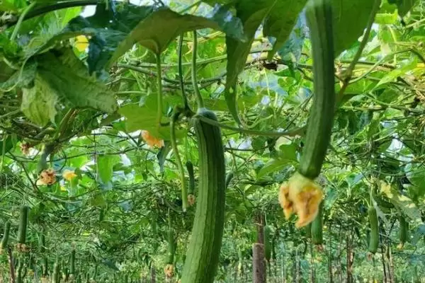 种植丝瓜的方法和重点？种丝瓜要做好哪些细节？插图3