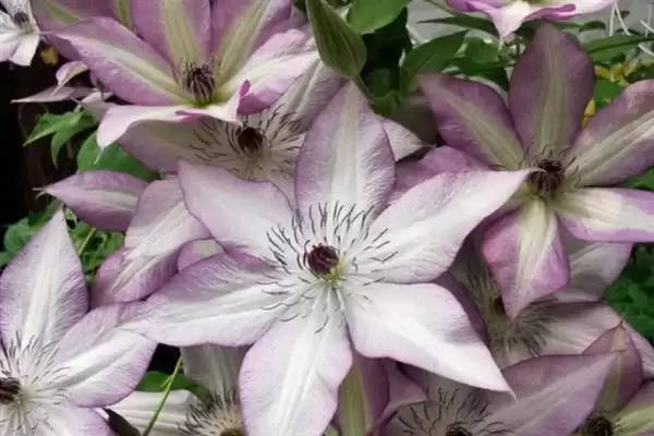 图片[4]-铁线莲的花语？了解铁线莲花语要探究哪些文化象征和寓意内涵要点？-会东网
