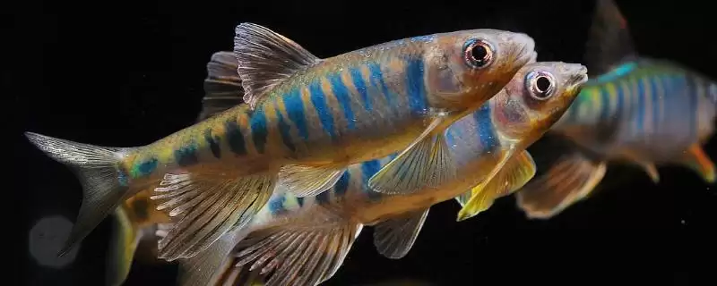 宽鳍鱲和马口鱼的区别 ,宽鳍鱲胸鳍的黑色斑点有何特征？-会东网