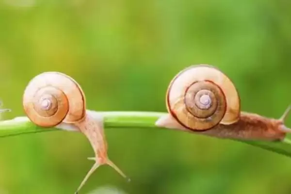 了解蜗牛天敌的方法和重点?探寻蜗牛天敌要做好哪些细节?插图2 了解蜗牛天敌的方法和重点?探寻蜗牛天敌要做好哪些细节?插图2