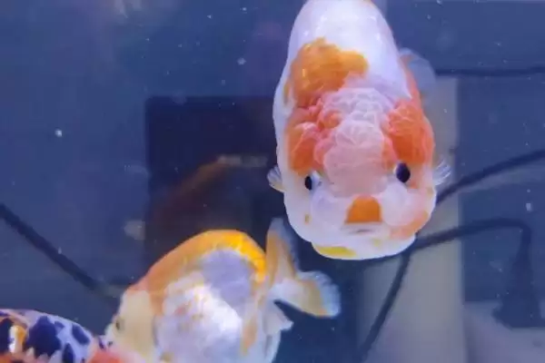 兰寿鱼对氧气的要求 ,兰寿鱼在怎样的水质易死亡?插图1 兰寿鱼对氧气的要求 ,兰寿鱼在怎样的水质易死亡?插图1