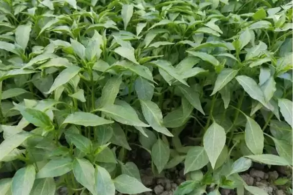 辣椒适龄壮苗的生育期 ,辣椒春季育苗为何需 70-100 天?插图7 辣椒适龄壮苗的生育期 ,辣椒春季育苗为何需 70-100 天?插图7