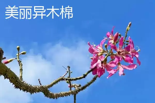 美丽异木棉和木棉有什么区别呢 ,美丽异木棉和木棉科属、形态、习性不同插图5 美丽异木棉和木棉有什么区别呢 ,美丽异木棉和木棉科属、形态、习性不同插图5