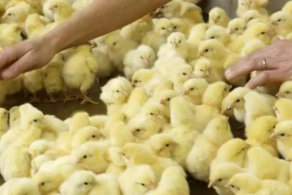 处理小鸡快死亡情况的方法和重点?养鸡要做好哪些应急处置措施?插图3 处理小鸡快死亡情况的方法和重点?养鸡要做好哪些应急处置措施?插图3