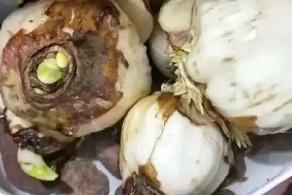图片[4]-水仙花有没有毒？判断水仙花是否有毒要了解哪些植物毒性相关要点？-会东网