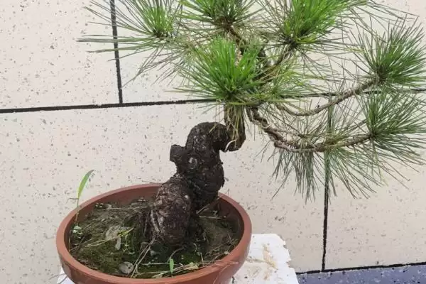 图片[4]-制作五针松盆景的方法和重点？制作五针松盆景要做好哪些细节？-会东网