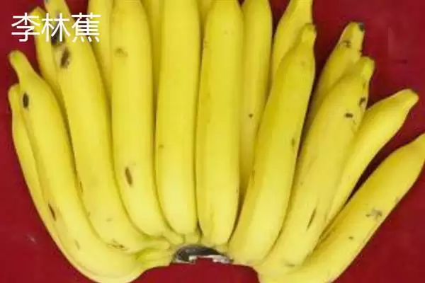 图片[2]-台湾香蕉的主要栽培品种，常见的有李林蕉、玫瑰蕉、旦蕉等-会东网