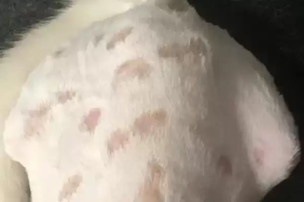 猫癣有哪些具体的症状表现 ,猫癣一般皮肤干燥、起环形皮屑插图1 猫癣有哪些具体的症状表现 ,猫癣一般皮肤干燥、起环形皮屑插图1