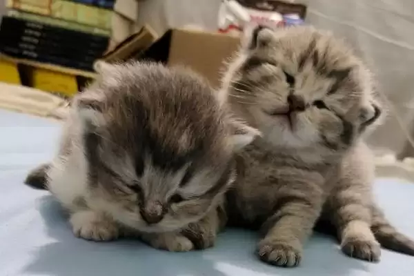 猫生产前会有什么表现呢 ,猫生产前常食欲下降且特别黏人插图3