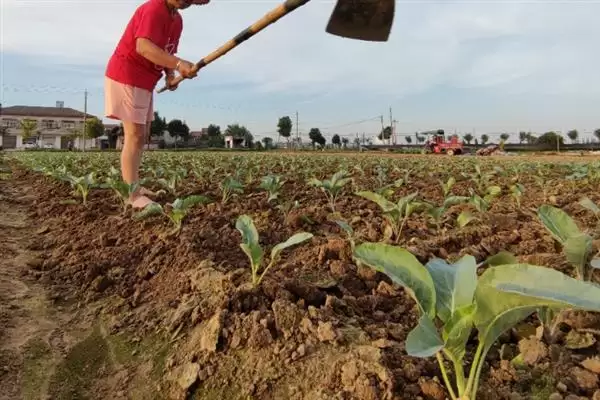 培育油菜壮苗的要素，播种后要时常浇水保湿插图2
