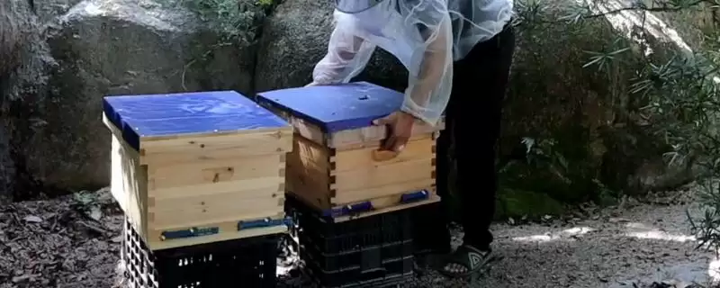 如何进行人工分蜂,可向新蜂群中介入优质的开产蜂王插图 如何进行人工分蜂,可向新蜂群中介入优质的开产蜂王插图