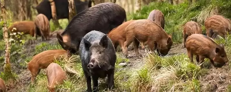探寻野猪致命弱点的方法和重点？探寻野猪致命弱点要做好哪些细节？-会东网