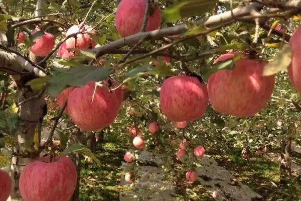 宜川的苹果为什么有名，当地日照充足导致苹果鲜艳含糖高插图1