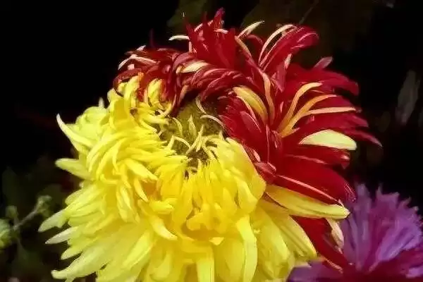 菊花的夏季开花情况 ,哪些品种的菊花会在夏天开放呢?插图1 菊花的夏季开花情况 ,哪些品种的菊花会在夏天开放呢?插图1