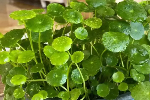 图片[2]-铜钱草简介？认识铜钱草要了解哪些关键的植物形态和生长特性要点？-会东网