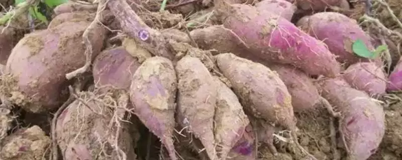 紫薯价格的波动和要点？了解紫薯价格需关注哪些市场因素？-会东网
