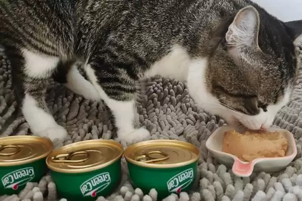 猫咪吃干粮和湿粮各有什么优缺点 ,干粮价低易胖湿粮补水期短插图6