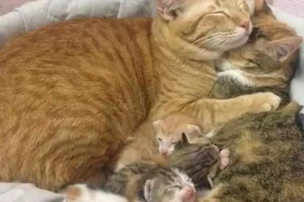 猫怀孕多少天会生产 ,猫的孕期时长是多久插图1 猫怀孕多少天会生产 ,猫的孕期时长是多久插图1