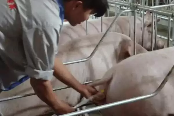 给猪注射的正确方法和重点？养猪要做好哪些注射细节？插图4