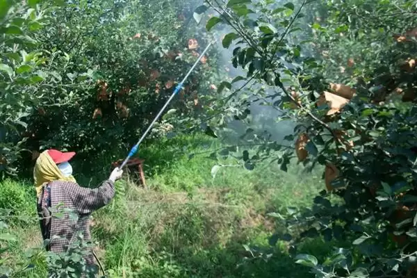 苹果树修剪方法，要逐年清理多余辅养枝插图6