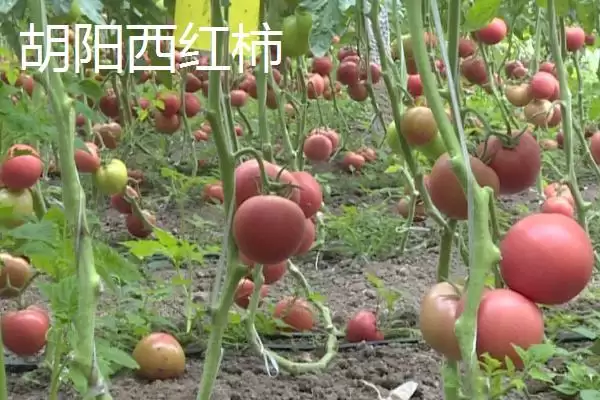 山东临沂市的特色水果,包括蒙阴蜜桃、大店草莓、蒙阴苹果等品种插图12 山东临沂市的特色水果,包括蒙阴蜜桃、大店草莓、蒙阴苹果等品种插图12