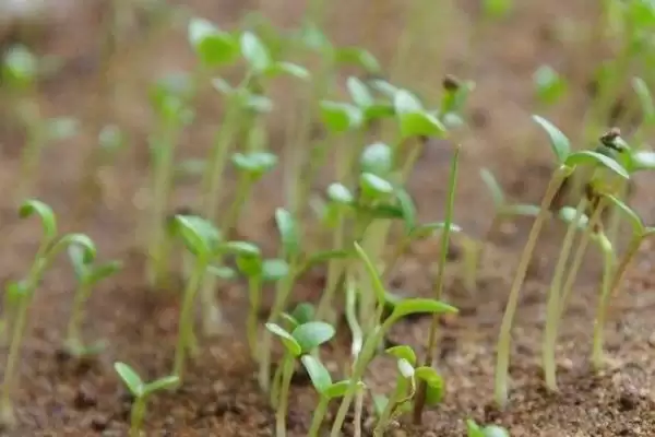 图片[2]-种植波斯菊种子的方法和重点？种植波斯菊种子要做好哪些细节？-会东网