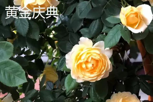 图片[10]-认识月季品种的方法和重点？认识月季品种要做好哪些细节？-会东网