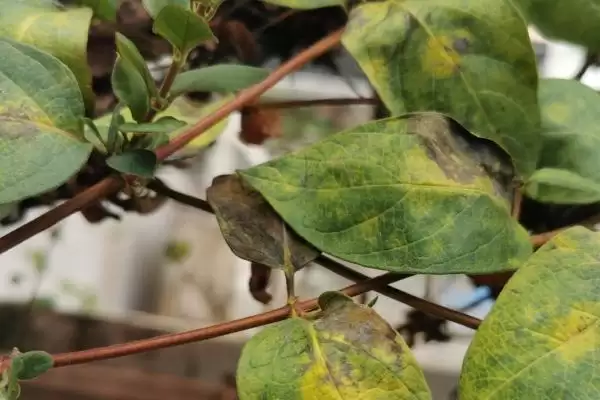 金银花枯萎的原因及补救 ,金银花枯萎由何引起及咋补救插图1 金银花枯萎的原因及补救 ,金银花枯萎由何引起及咋补救插图1