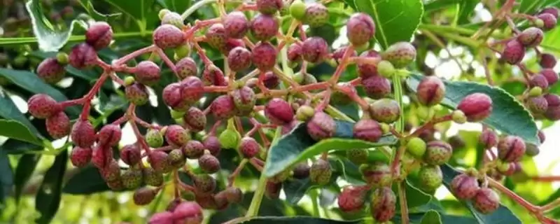 吴茱萸产地的分布和要点？了解吴茱萸产地需关注哪些关键信息？-会东网