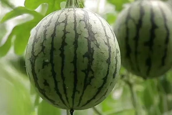 图片[6]-烧碱可以改良酸性土壤吗？探究烧碱改良酸性土壤可行性要注意什么？-会东网