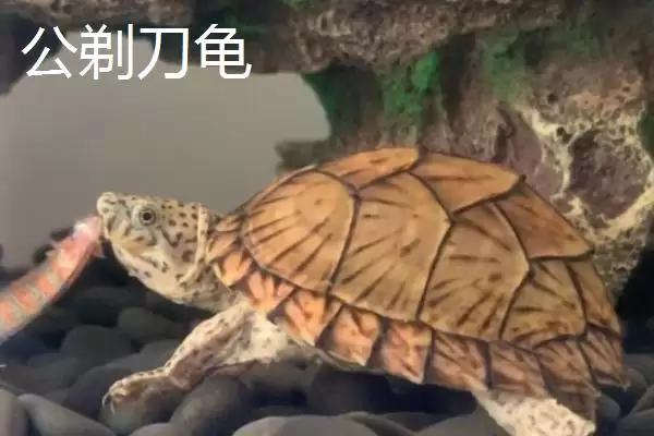 图片[5]-剃刀龟凶不凶？判断剃刀龟凶性要了解哪些生物习性和行为特点？-会东网