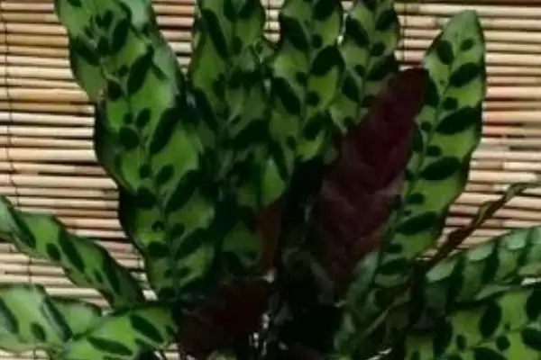 猫眼竹芋不长新芽该如何处理 ,猫眼竹芋不长新芽需做好温度调控插图2 猫眼竹芋不长新芽该如何处理 ,猫眼竹芋不长新芽需做好温度调控插图2