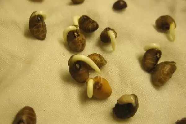 空心菜的催芽方法 ,空心菜通常怎样进行温水浸种催芽？插图1