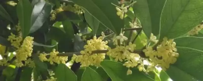 四季桂怎么种植？种植四季桂要遵循哪些科学的种植方法和养护要点？-会东网