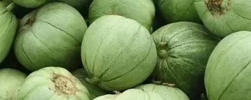 分析甜瓜叶片出现花斑原因的方法和重点?探究甜瓜叶片花斑要做好哪些细节?-会东网