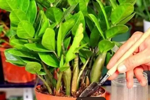 金钱树叶子发黄的修剪 ,金钱树叶子黄了怎么进行修剪插图5