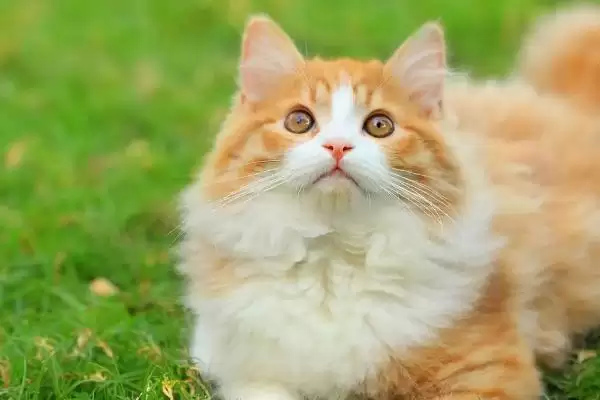 猫拉肚子是什么原因导致的 ,猫拉肚子和感冒应激有关吗插图2 猫拉肚子是什么原因导致的 ,猫拉肚子和感冒应激有关吗插图2