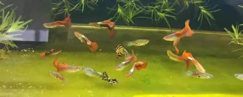 孔雀鱼对氧气的需求 ,孔雀鱼在什么密度下需开氧气?-会东网