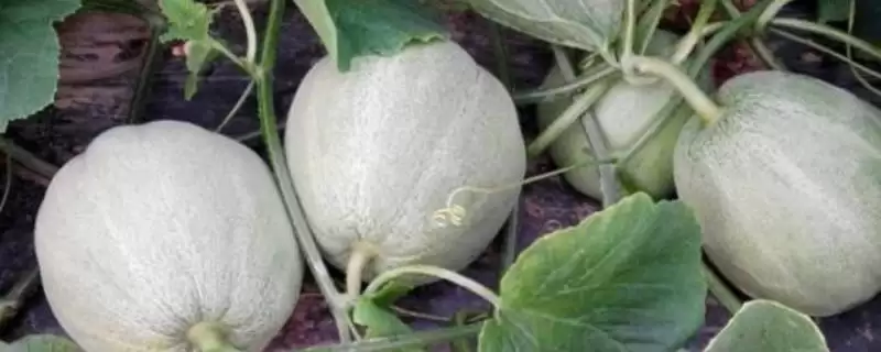 种植甜瓜防治烂瓜有啥方法和重点？种甜瓜要做好哪些细节？-会东网