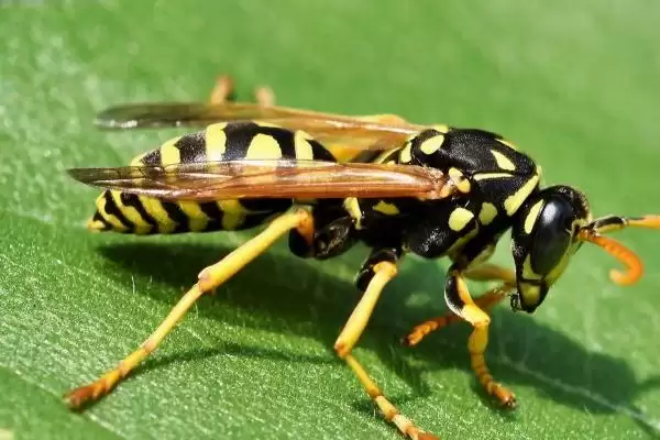 被马蜂蛰了多久出现反应,蜇了后会立即出现反应插图2 被马蜂蛰了多久出现反应,蜇了后会立即出现反应插图2