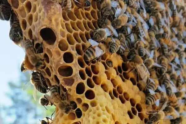 图片[3]-蜜蜂分家前的征兆，早期征兆为蜂群培育雄蜂-会东网