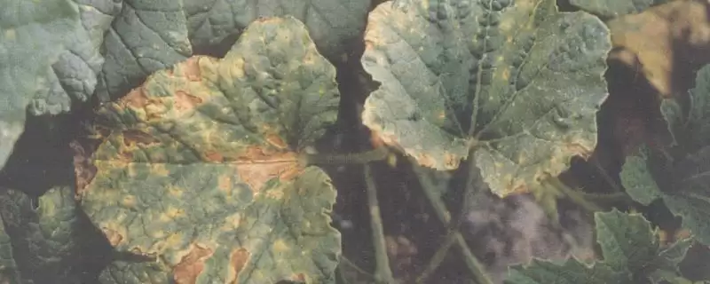 甜瓜叶枯病用药方法的方法和重点?甜瓜叶枯病用药要做好哪些细节?-会东网