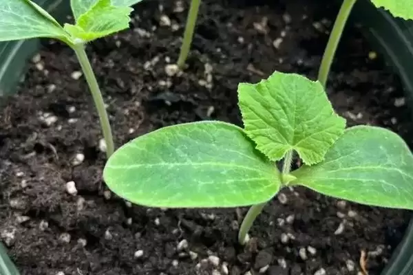 阳台种植南瓜用土深度的方法和重点?阳台种南瓜用土要做好哪些细节?插图1 阳台种植南瓜用土深度的方法和重点?阳台种南瓜用土要做好哪些细节?插图1