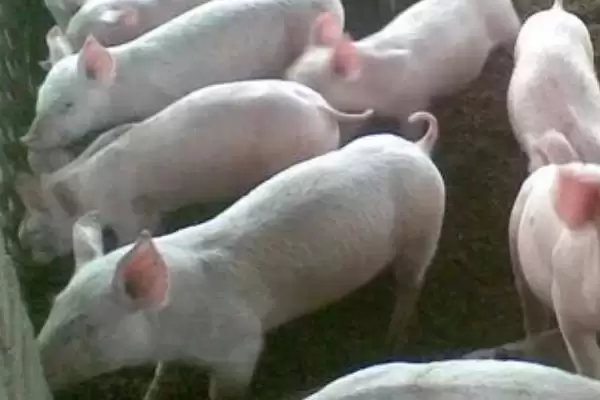 解决猪拉稀发抖问题的方法和重点？养猪要做好哪些紧急病情处理细节？插图3