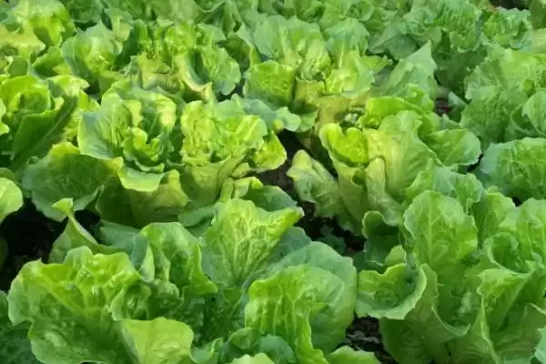 图片[2]-防治意大利生菜黑腐病的方法和重点？防治意大利生菜黑腐病要做好哪些细节？-会东网