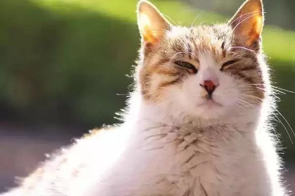 猫为什么会出现过敏现象 ,猫过敏主要有这三个方面原因插图1