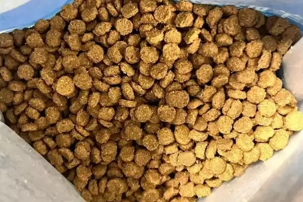图片[4]-猫咪发腮好还是不好 ,猫咪发腮仅影响体型和外表-会东网