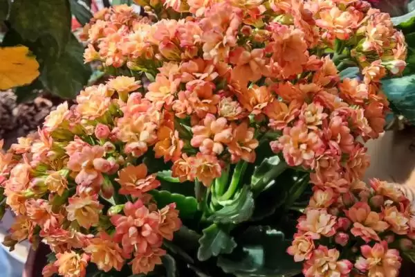 图片[4]-探寻长寿花不开花原因的方法和重点？探寻长寿花不开花原因要做好哪些细节？-会东网