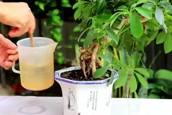 图片[8]-判断鸭掌木是否会开花的方法和重点？判断鸭掌木是否会开花要做好哪些细节？-会东网
