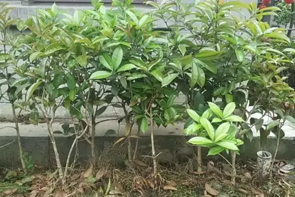 图片[4]-四季桂树苗的价格？了解四季桂树苗价格要分析哪些市场供需和植株规格因素？-会东网